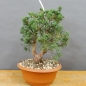 Preview: Juniperus chinensis 'Blaauw'